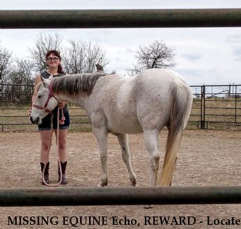 MISSING EQUINE Echo, REWARD - Located 6/20/2019 Near JARRELL, TX, 76537